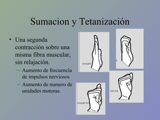 Sumacion y Tetanización
• Una segunda
contracción sobre una
misma fibra muscular,
sin relajación.
– Aumento de frecuencia
de impulsos nerviosos
– Aumento de numero de
unidades motoras.

 
