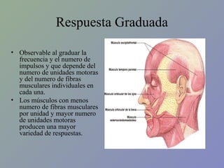 Respuesta Graduada
• Observable al graduar la
frecuencia y el numero de
impulsos y que depende del
numero de unidades motoras
y del numero de fibras
musculares individuales en
cada una.
• Los músculos con menos
numero de fibras musculares
por unidad y mayor numero
de unidades motoras
producen una mayor
variedad de respuestas.

 