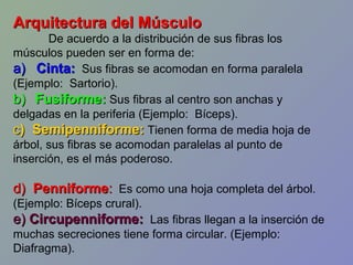 Arquitectura del Músculo
De acuerdo a la distribución de sus fibras los
músculos pueden ser en forma de:
a) Cinta: Sus fibras se acomodan en forma paralela
(Ejemplo: Sartorio).
b) Fusiforme: Sus fibras al centro son anchas y
delgadas en la periferia (Ejemplo: Bíceps).
c) Semipenniforme: Tienen forma de media hoja de
árbol, sus fibras se acomodan paralelas al punto de
inserción, es el más poderoso.

d) Penniforme: Es como una hoja completa del árbol.
(Ejemplo: Bíceps crural).

e) Circupenniforme: Las fibras llegan a la inserción de
muchas secreciones tiene forma circular. (Ejemplo:
Diafragma).

 