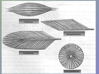 Fusiforme:

Semipenniforme:

Penniforme:

Circupenniforme:

 