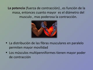 La potencia (fuerza de contracción) , es función de la
masa, entonces cuanto mayor es el diámetro del
musculo , mas poderosa la contracción.

• La distribución de las fibras musculares en paralelo
permiten mayor movilidad
• Los músculos multipenniformes tienen mayor poder
de contracción

 