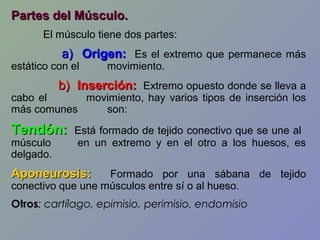 Partes del Músculo.
El músculo tiene dos partes:

a) Origen: Es el extremo que permanece más

estático con el

movimiento.

b) Inserción: Extremo opuesto donde se lleva a

cabo el
movimiento, hay varios tipos de inserción los
más comunes
son:

Tendón:
músculo
delgado.

Está formado de tejido conectivo que se une al
en un extremo y en el otro a los huesos, es

Aponeurosis:

Formado por una sábana de tejido
conectivo que une músculos entre sí o al hueso.
Otros: cartílago, epimisio, perimisio, endomisio

 