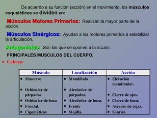 De acuerdo a su función (acción) en el movimiento, los músculos
esqueléticos se dividen en:

Músculos Motores Primarios: Realizan la mayor parte de la

acción.

Músculos Sinérgicos: Ayudan a los motores primarios a estabilizar

la articulación.

Antagonistas: Son los que se oponen a la acción.
PRINCIPALES MUSCULOS DEL CUERPO.

• Cabeza:
Músculo
• Masetero

Localización
• Mandíbula

Acción
• Elevación
mandíbular.

• Orbicular de

• Alrededor de

párpados
• Orbicular de boca
• Frontal.
• Cigomáticos

párpados.
• Alrededor de boca.
• Frente
• Mejilla.

•
•
•
•

Cierre de ojos.
Cierre de boca.
Ascenso de cejas.
Sonrisa.

 