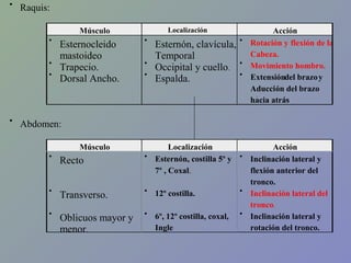 •

Raquis:
Localización

Músculo
•

•
•

•

Esternocleido
mastoideo
Trapecio.
Dorsal Ancho.

•

•
•

Esternón, clavícula,
Temporal
Occipital y cuello.
Espalda.

•

•
•

Acción
Rotación y flexión de la
Cabeza.
Movimiento hombro.
Extensióndel brazo y
Aducción del brazo
.
hacia atrás.

Abdomen:
Músculo

Localización
Esternón, costilla 5º y
7º , Coxal.

•

Recto

•

•

Transverso.

•

12º costilla.

•

•

Oblicuos mayor y
menor.

•

6º, 12º costilla, coxal,
Ingle

•

•

Acción
Inclinación lateral y
flexión anterior del
tronco.
Inclinación lateral del
tronco.
Inclinación lateral y
rotación del tronco.

 