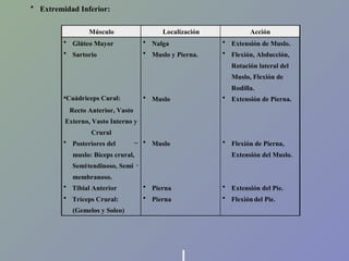 •

Extremidad Inferior:
Músculo

Localización

Acción

•

Glúteo Mayor

•

Nalga

•

Extensión de Muslo.

•

Sartorio

•

Muslo y Pierna.

•

Flexión, Abducción,
Rotación lateral del
Muslo, Flexión de
Rodilla.

•Cuádriceps

•

Cural:

Muslo

•

Extensión de Pierna.

•

Muslo

•

Flexión de Pierna,

Recto Anterior, Vasto
Externo, Vasto Interno y
Crural
•

Posteriores del

--

muslo: Bíceps crural,
Semi tendinoso, Semi

Extensión del Muslo.
-

membranoso.
•

Tibial Anterior

•

Pierna

•

Extensión del Pie.

•

Tríceps Crural:

•

Pierna

•

Flexión del Pie.

(Gemelos y Soleo)

 