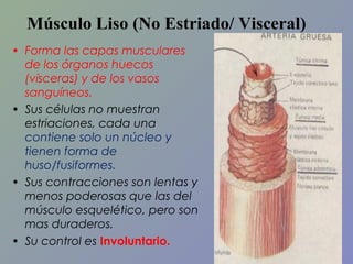 Músculo Liso (No Estriado/ Visceral)
• Forma las capas musculares
de los órganos huecos
(vísceras) y de los vasos
sanguíneos.
• Sus células no muestran
estriaciones, cada una
contiene solo un núcleo y
tienen forma de
huso/fusiformes.
• Sus contracciones son lentas y
menos poderosas que las del
músculo esquelético, pero son
mas duraderos.
• Su control es Involuntario.

 