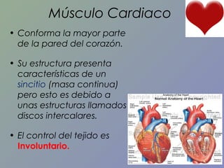 Músculo Cardiaco
• Conforma la mayor parte
de la pared del corazón.
• Su estructura presenta
características de un
sincitio (masa continua)
pero esto es debido a
unas estructuras llamados
discos intercalares.
• El control del tejido es
Involuntario.

 