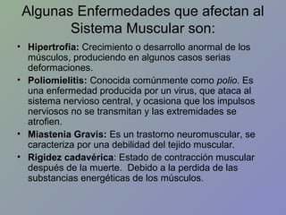 Algunas Enfermedades que afectan al
Sistema Muscular son:
• Hipertrofia: Crecimiento o desarrollo anormal de los
músculos, produciendo en algunos casos serias
deformaciones.
• Poliomielitis: Conocida comúnmente como polio. Es
una enfermedad producida por un virus, que ataca al
sistema nervioso central, y ocasiona que los impulsos
nerviosos no se transmitan y las extremidades se
atrofien.
• Miastenia Gravis: Es un trastorno neuromuscular, se
caracteriza por una debilidad del tejido muscular.
• Rigidez cadavérica: Estado de contracción muscular
después de la muerte. Debido a la perdida de las
substancias energéticas de los músculos.

 