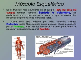Músculo Esquelético
•

Es el Músculo más abundante en el cuerpo, (40% del peso del
cuerpo) también llamado Estriado o Voluntario, las
estriaciones son producidas por la forma en que se colocan las
moléculas de proteínas que forman las fibras.

•

Cada fibra está rodeada por tejido conectivo llamado
Endomisio, varias fibras se unen en un fascículo, el cual es cubierto
Endomisio
por el Perimisio, a su vez los fascículos se unen para formar el
músculo y están rodeados por el Epimisio.

 