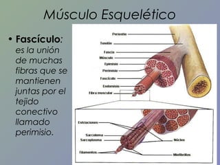 Músculo Esquelético
• Fascículo:
es la unión
de muchas
fibras que se
mantienen
juntas por el
tejido
conectivo
llamado
perimisio.

 