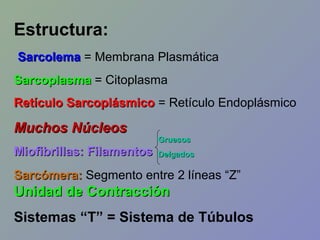 Estructura:
Sarcolema = Membrana Plasmática
Sarcoplasma = Citoplasma
Retículo Sarcoplásmico = Retículo Endoplásmico

Muchos Núcleos
Miofibrillas: Filamentos

Gruesos
Delgados

Sarcómera: Segmento entre 2 líneas “Z”

Unidad de Contracción
Sistemas “T” = Sistema de Túbulos

 
