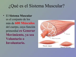 ¿Qué es el Sistema Muscular?
• El Sistema Muscular
es el conjunto de los
más de 600 Músculos
del cuerpo, cuya función
primordial es Generar

Movimiento, ya sea
Voluntario o
Involuntario.

 