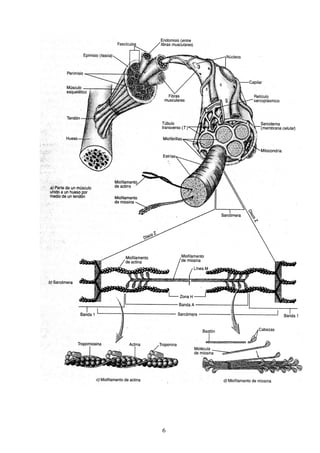 Sistema muscular 2013