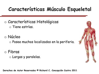 Características Músculo Esqueletal

 o Características Histológicas
     o Tiene estrías.


 o Núcleo
     o Posee muchos localizados en la periferia.


 o Fibras
     o Largas y paralelas.



Derechos de Autor Reservados © Richard C. Concepción Castro 2011
 