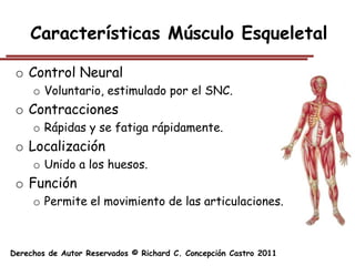 Características Músculo Esqueletal

 o Control Neural
     o Voluntario, estimulado por el SNC.
 o Contracciones
     o Rápidas y se fatiga rápidamente.
 o Localización
     o Unido a los huesos.
 o Función
     o Permite el movimiento de las articulaciones.



Derechos de Autor Reservados © Richard C. Concepción Castro 2011
 