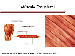 Músculo Esqueletal




Derechos de Autor Reservados © Richard C. Concepción Castro 2011
 
