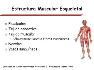 Estructura Muscular Esqueletal


 o Fascículos
 o Tejido conectivo
 o Tejido muscular
      o Células musculares o fibras musculares.
 o Nervios
 o Vasos sanguíneos



Derechos de Autor Reservados © Richard C. Concepción Castro 2011
 
