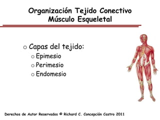 Organización Tejido Conectivo
                 Músculo Esqueletal


         o Capas del tejido:
              o Epimesio
              o Perimesio
              o Endomesio




Derechos de Autor Reservados © Richard C. Concepción Castro 2011
 