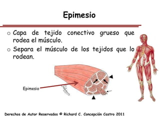 Epimesio

 o Capa de tejido conectivo grueso que
   rodea el músculo.
 o Separa el músculo de los tejidos que lo
   rodean.




         Epimesio




Derechos de Autor Reservados © Richard C. Concepción Castro 2011
 