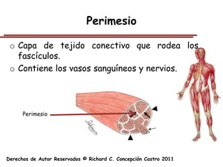 Perimesio

 o Capa de tejido conectivo que rodea los
   fascículos.
 o Contiene los vasos sanguíneos y nervios.




      Perimesio




Derechos de Autor Reservados © Richard C. Concepción Castro 2011
 