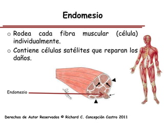 Endomesio

 o Rodea cada fibra muscular (célula)
   individualmente.
 o Contiene células satélites que reparan los
   daños.




 Endomesio




Derechos de Autor Reservados © Richard C. Concepción Castro 2011
 