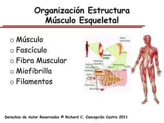 Organización Estructura
                 Músculo Esqueletal

  o Músculo
  o Fascículo
  o Fibra Muscular
  o Miofibrilla
  o Filamentos



Derechos de Autor Reservados © Richard C. Concepción Castro 2011
 