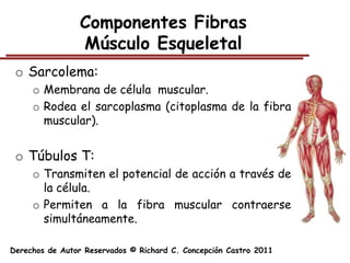 Componentes Fibras
                 Músculo Esqueletal
 o Sarcolema:
     o Membrana de célula muscular.
     o Rodea el sarcoplasma (citoplasma de la fibra
       muscular).


 o Túbulos T:
     o Transmiten el potencial de acción a través de
       la célula.
     o Permiten a la fibra muscular contraerse
       simultáneamente.

Derechos de Autor Reservados © Richard C. Concepción Castro 2011
 