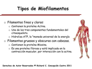 Tipos de Miofilamentos

 o Filamentos finos y claros:
     o Contienen la proteína Actina.
     o Uno de los tres componentes fundamentales del
       citoesqueleto.
     o Hidroliza ATP, la "moneda universal de la energía
 o Filamentos gruesos y obscuros con cabezas.
     o Contienen la proteína Miosina.
     o Es una proteína fibrosa y está implicada en la
       contracción muscular, por interacción con la actina.




Derechos de Autor Reservados © Richard C. Concepción Castro 2011
 