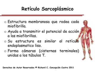 Retículo Sarcoplásmico

 o Estructura membranosa que rodea cada
   miofibrilla.
 o Ayuda a transmitir el potencial de acción
   a las miofibrillas.
 o Su estructura es similar al retículo
   endoplasmatico liso.
 o Forma cámaras (cisternas terminales)
   unidas a los túbulos T.


Derechos de Autor Reservados © Richard C. Concepción Castro 2011
 