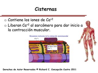 Cisternas

 o Contiene los iones de Ca+2
 o Liberan Ca+2 al sarcómero para dar inicio a
   la contracción muscular.




Derechos de Autor Reservados © Richard C. Concepción Castro 2011
 