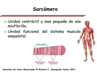 Sarcómero

 o Unidad contráctil y mas pequeña de una
   miofibrilla.
 o Unidad funcional del sistema musculo
   esqueletal.




Derechos de Autor Reservados © Richard C. Concepción Castro 2011
 