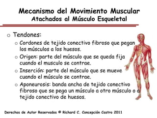 Mecanismo del Movimiento Muscular
              Atachados al Músculo Esqueletal

 o Tendones:
     o Cordones de tejido conectivo fibroso que pegan
       los músculos a los huesos.
     o Origen: parte del músculo que se queda fija
       cuando el musculo se contrae.
     o Inserción: parte del músculo que se mueve
       cuando el músculo se contrae.
     o Aponeurosis: banda ancha de tejido conectivo
       fibroso que se pega un músculo a otro músculo o a
       tejido conectivo de huesos.

Derechos de Autor Reservados © Richard C. Concepción Castro 2011
 