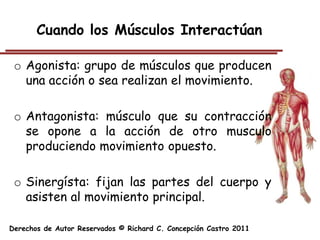 Cuando los Músculos Interactúan

 o Agonista: grupo de músculos que producen
   una acción o sea realizan el movimiento.

 o Antagonista: músculo que su contracción
   se opone a la acción de otro musculo
   produciendo movimiento opuesto.

 o Sinergísta: fijan las partes del cuerpo y
   asisten al movimiento principal.

Derechos de Autor Reservados © Richard C. Concepción Castro 2011
 
