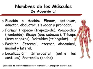 Nombres de los Músculos
                         De Acuerdo a:

o Función o Acción: Flexor, extensor,
  aductor, abductor, elevador y pronador.
o Forma: Trapecio (trapezoide), Romboideo
  (romboide), Bíceps (dos cabezas), Tríceps
  (tres cabezas), Deltoides (triangular).
o Posición: Esternal, internar, abdominal,
  medial y lateral.
o Localización: Intercostal (entre las
  costillas), Pectoralis (pecho).

Derechos de Autor Reservados © Richard C. Concepción Castro 2011
 