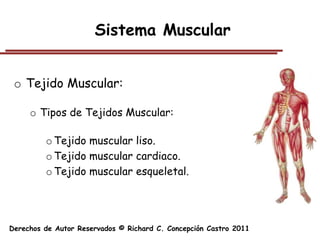 Sistema Muscular


 o Tejido Muscular:

     o Tipos de Tejidos Muscular:

         o Tejido muscular liso.
         o Tejido muscular cardiaco.
         o Tejido muscular esqueletal.




Derechos de Autor Reservados © Richard C. Concepción Castro 2011
 