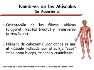 Nombres de los Músculos
                            De Acuerdo a:


o Orientación de las fibras: oblicuo
  (diagonal), Rectus (recto) y Transverso
  (a través de).

o Número de cabezas: (lugar donde se une
  al músculo indicado por el sufijo “ceps”
  tales como biceps, triceps y cuadriceps.


Derechos de Autor Reservados © Richard C. Concepción Castro 2011
 