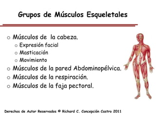 Grupos de Músculos Esqueletales


 o Músculos de la cabeza.
     o Expresión facial
     o Masticación
     o Movimiento
 o Músculos de la pared Abdominopélvica.
 o Músculos de la respiración.
 o Músculos de la faja pectoral.



Derechos de Autor Reservados © Richard C. Concepción Castro 2011
 