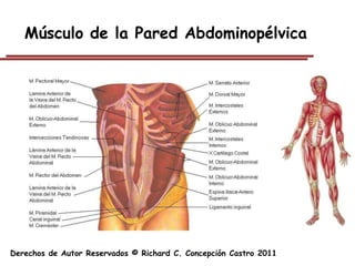 Músculo de la Pared Abdominopélvica




Derechos de Autor Reservados © Richard C. Concepción Castro 2011
 