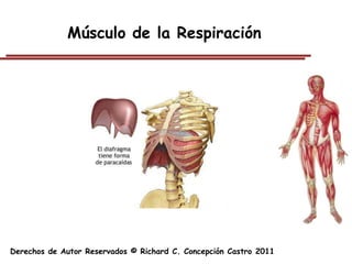 Músculo de la Respiración




Derechos de Autor Reservados © Richard C. Concepción Castro 2011
 