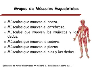 Grupos de Músculos Esqueletales


 o Músculos que mueven el brazo.
 o Músculos que mueven el antebrazo.
 o Músculos que mueven las muñecas y los
   dedos.
 o Músculos que mueven la cadera.
 o Músculos que mueven la pierna.
 o Músculos que mueven el pies y los dedos.


Derechos de Autor Reservados © Richard C. Concepción Castro 2011
 