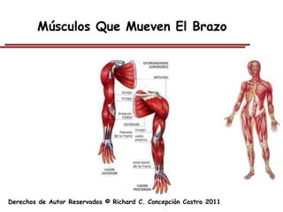 Músculos Que Mueven El Brazo




Derechos de Autor Reservados © Richard C. Concepción Castro 2011
 