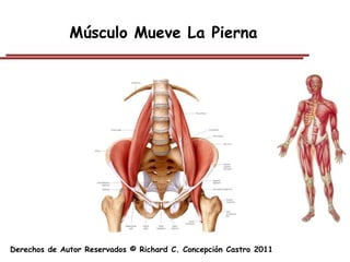 Músculo Mueve La Pierna




Derechos de Autor Reservados © Richard C. Concepción Castro 2011
 