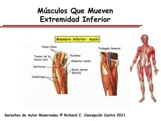 Músculos Que Mueven
                 Extremidad Inferior




Derechos de Autor Reservados © Richard C. Concepción Castro 2011
 