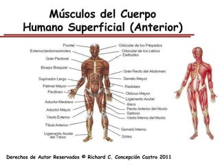 Músculos del Cuerpo
      Humano Superficial (Anterior)




Derechos de Autor Reservados © Richard C. Concepción Castro 2011
 