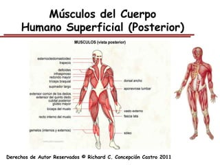 Músculos del Cuerpo
     Humano Superficial (Posterior)




Derechos de Autor Reservados © Richard C. Concepción Castro 2011
 
