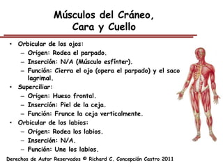 Músculos del Cráneo,
                     Cara y Cuello
 • Orbicular de los ojos:
    – Origen: Rodea el parpado.
    – Inserción: N/A (Músculo esfínter).
    – Función: Cierra el ojo (opera el parpado) y el saco
      lagrimal.
 • Superciliar:
    – Origen: Hueso frontal.
    – Inserción: Piel de la ceja.
    – Función: Frunce la ceja verticalmente.
 • Orbicular de los labios:
    – Origen: Rodea los labios.
    – Inserción: N/A.
    – Función: Une los labios.
Derechos de Autor Reservados © Richard C. Concepción Castro 2011
 
