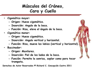 Músculos del Cráneo,
                     Cara y Cuello
 • Cigomático mayor:
    – Origen: Hueso cigomático.
    – Inserción: Angulo de la boca.
    – Función: Risa, eleva el ángulo de la boca.
 • Cigomático menor:
    – Origen: Hueso cigomático.
    – Inserción: Angulo vertical y horizontal.
    – Función: Risa, mueve los labios (vertical y horizontal).
 • Buccinador:
    – Origen: Maxilares.
    – Inserción: Piel de los lados de la boca.
    – Función: Permite la sonrisa, soplar como para tocar
      trompeta.
Derechos de Autor Reservados © Richard C. Concepción Castro 2011
 