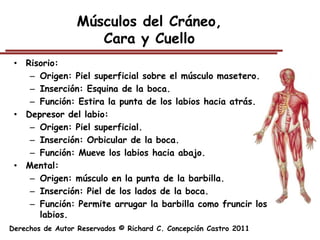 Músculos del Cráneo,
                     Cara y Cuello
 • Risorio:
    – Origen: Piel superficial sobre el músculo masetero.
    – Inserción: Esquina de la boca.
    – Función: Estira la punta de los labios hacia atrás.
 • Depresor del labio:
    – Origen: Piel superficial.
    – Inserción: Orbicular de la boca.
    – Función: Mueve los labios hacia abajo.
 • Mental:
    – Origen: músculo en la punta de la barbilla.
    – Inserción: Piel de los lados de la boca.
    – Función: Permite arrugar la barbilla como fruncir los
      labios.
Derechos de Autor Reservados © Richard C. Concepción Castro 2011
 