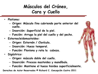Músculos del Cráneo,
                     Cara y Cuello
 • Platisma:
    – Origen: Músculo fino cubriendo parte anterior del
      cuello.
    – Inserción: Superficial de la piel.
    – Función: Arruga la piel del cuello y del pecho.
 • Esternocleidomastoideo:
    – Origen: Esternón / Clavícula.
    – Inserción: Hueso temporal.
    – Función: Flexiona y rota la cabeza.
 • Digástrico:
    – Origen: músculo doble del cuello.
    – Inserción: Proceso mastoides y mandíbula.
    – Función: Mantiene el hueso hioideo superficialmente.
Derechos de Autor Reservados © Richard C. Concepción Castro 2011
 