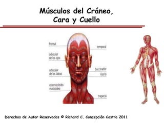 Músculos del Cráneo,
                     Cara y Cuello




Derechos de Autor Reservados © Richard C. Concepción Castro 2011
 